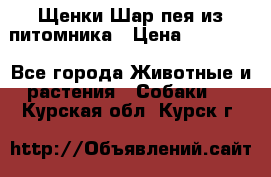 Щенки Шар пея из питомника › Цена ­ 25 000 - Все города Животные и растения » Собаки   . Курская обл.,Курск г.